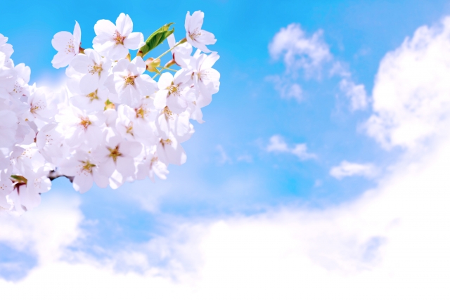 かしわや学習会　指導実績